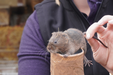 A close up picture of a water vole about to be released