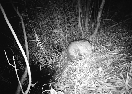 Beaver kit amongst reeds