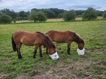 Two ponies feeding in large field