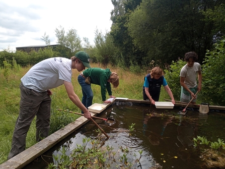 Young volunteers pond dipping