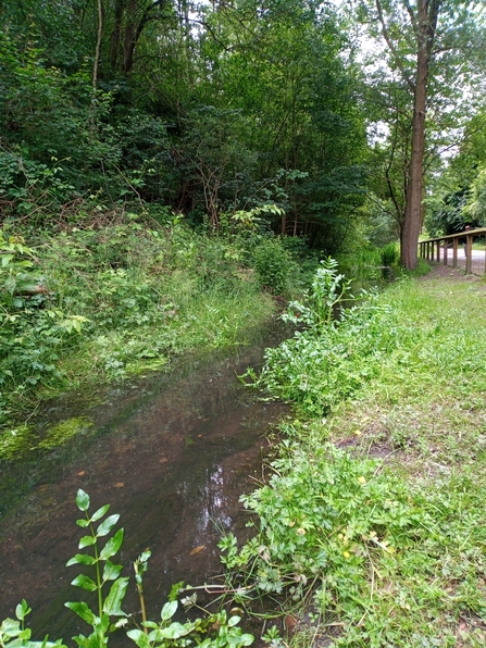 An overgrown stream with low water flow.