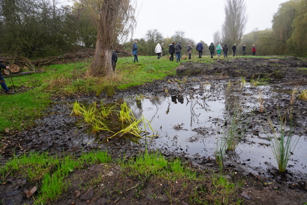 Newly planted native species along a river bank