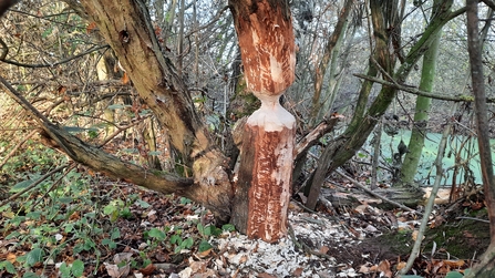 Gnawed tree in woods near pond