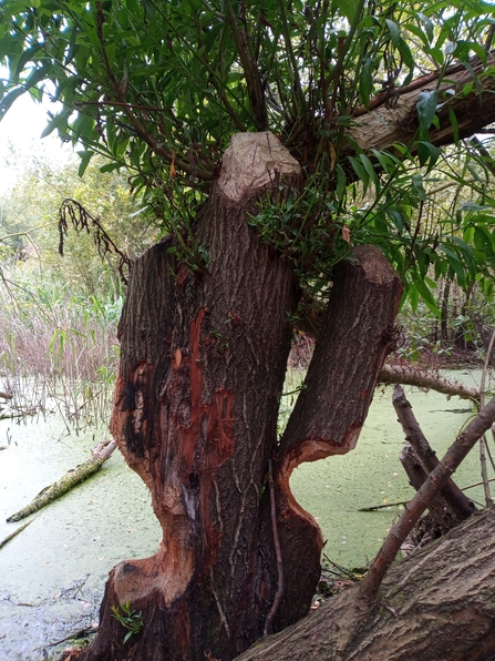 A willow tree by water that shows beavers have been eating the trunk to cut through it to fell.