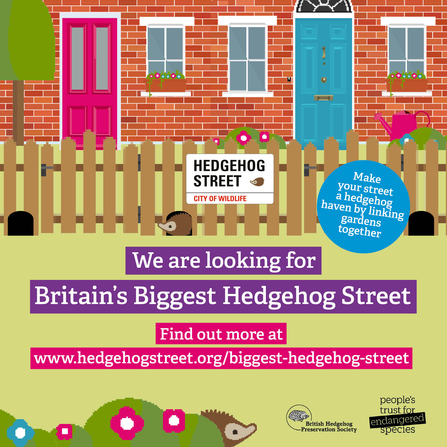 Hedgehog Street - Make your street a hedgehog heaven by linking gardens together - illustration of a street with hedgehogs dotted around