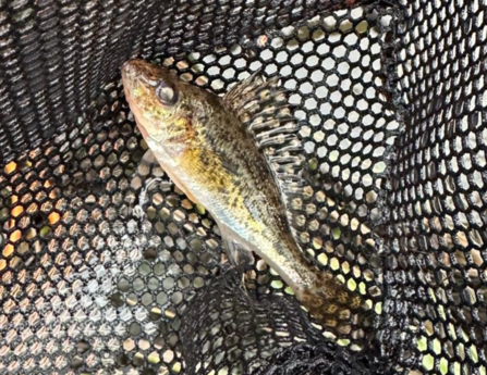 Ruffe (fish) in a fishing net