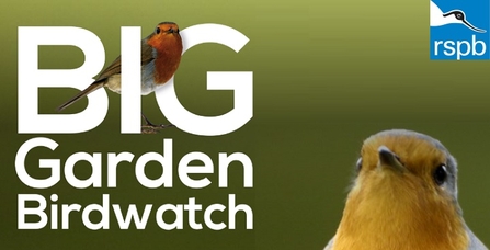 BIG Garden Birdwatch by RSPB - text on a green background with an image of a robin