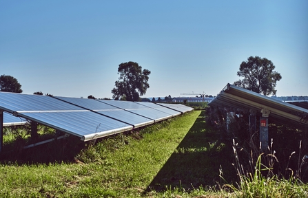 Solar panels in rows in a field with blue sky above, with trees in the background