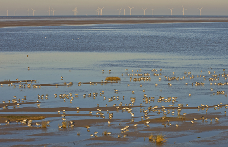 A flock of wading birds feeding on a muddy beach, with wind turbines out at sea in the distance