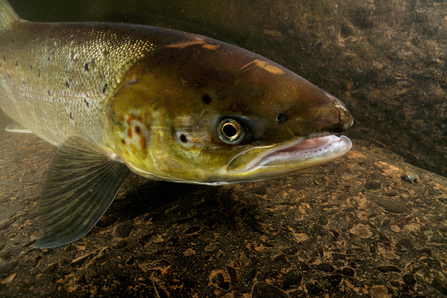 Brown fish underwater near riverbed