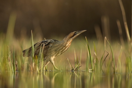 Small brown striped bird among reeds