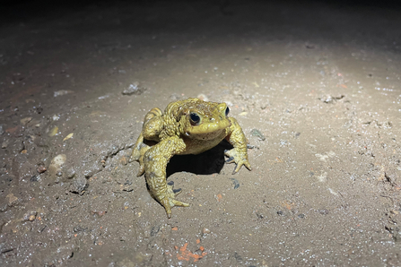 Toad in mud at night