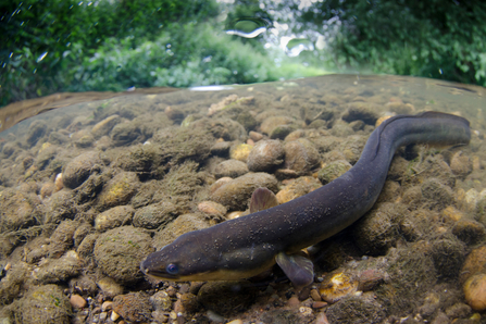 Eel underwater on riverbed