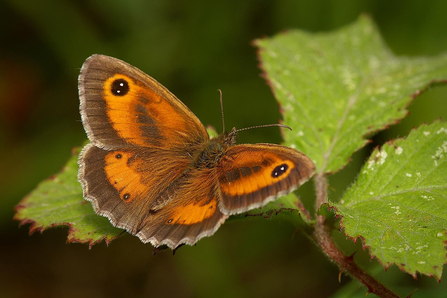 Orange and brown butterfly with black and white spots on wings, sitting on leaf