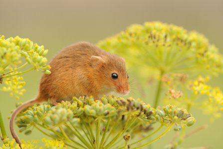 Harvest mouse sitting on flowers