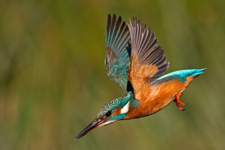 Kingfisher swooping down