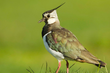 Brown and white bird standing on grass