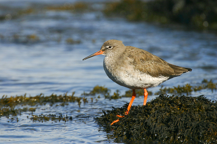 Redshank bird standing on edge of water