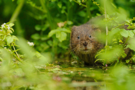 Water vole peeking out of the undergrowth