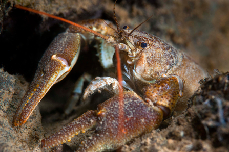 Crayfish in mud