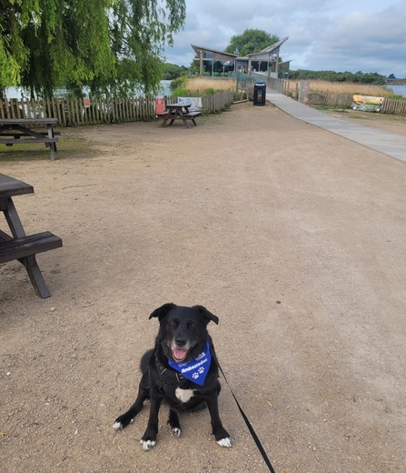 Dog on lead wearing ambassadog bandana at Attenborough Nature Centre