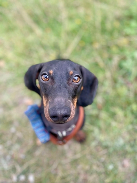 Dog facing camera sat on grass