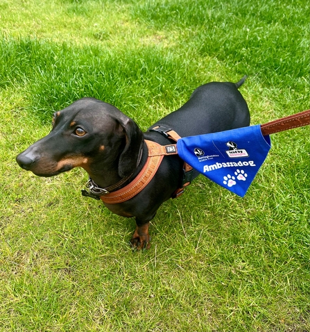 Dog on lead stood on grass
