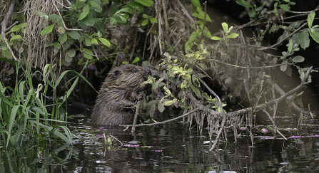 Beaver nibbling a willow branch