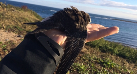 Juvenile common swift being released after found dazed on floor