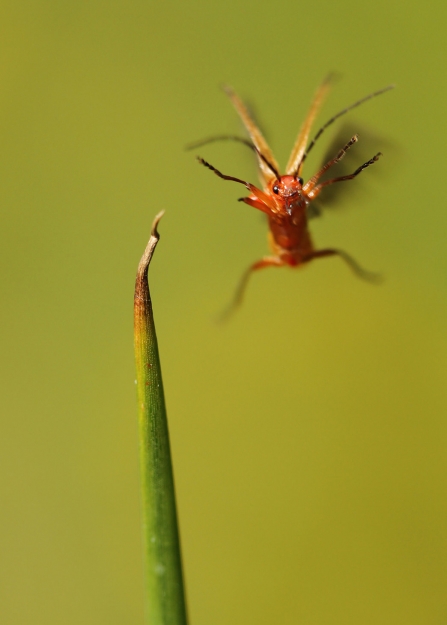 Soldier beetle landing