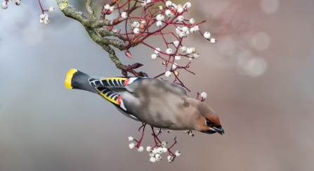 Waxwing