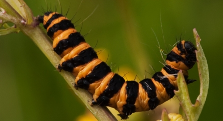 caterpillar