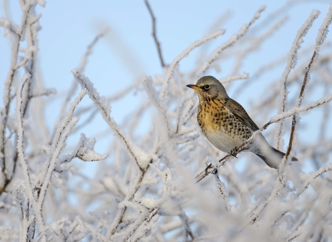 Fieldfare