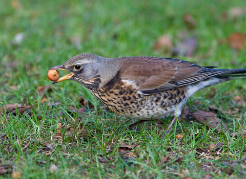 Fieldfare