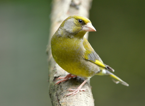 Greenfinch