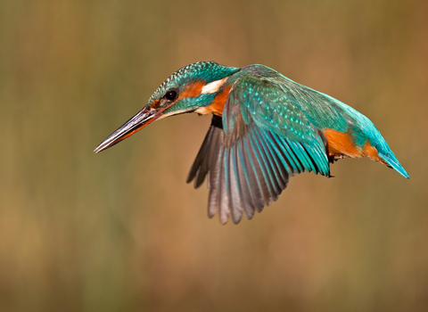 Kingfisher in flight