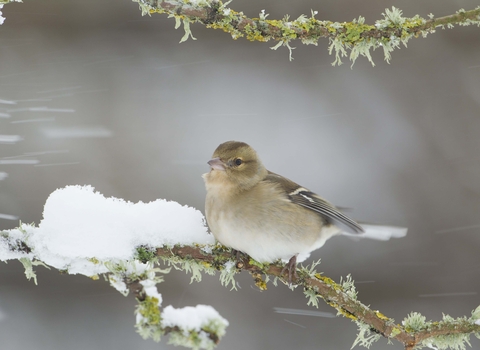 Chaffinch female