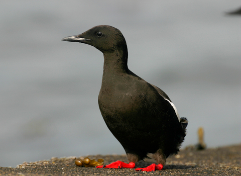 Black Guillemot