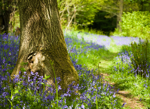 Bluebells