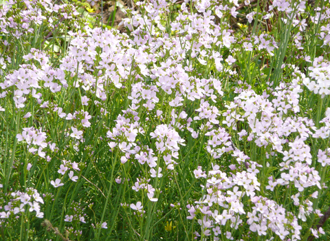 Cuckooflower