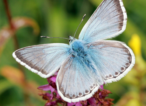 Chalkhill Blue butterfly