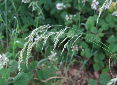 False Oat-grass