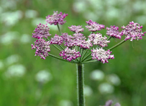 Hogweed