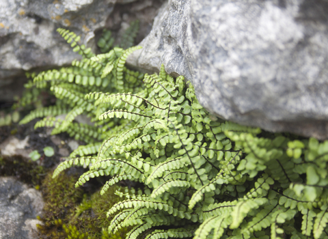 Maidenhair Spleenwort