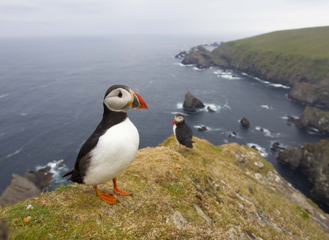 Puffins on cliff