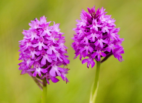 Pyramidal Orchid