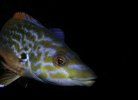 Male cuckoo wrasse