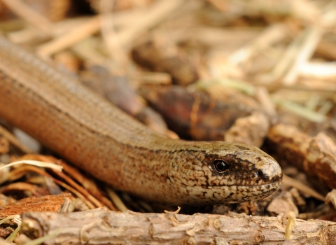 Slow Worm Wildnet credit Amy Lewis wildlifetrusts_40333466800