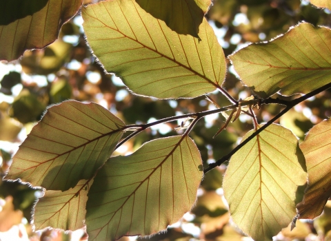 leaves at Clumber (3) Notts WT