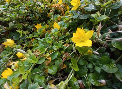 creeping jenny